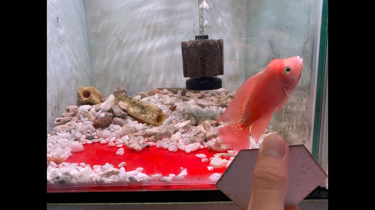 Cập Nhật Lô Cá La Hán Khỉ Đỏ và Kamfa Chất Lượng Từ Trại Loca Farm