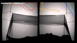 Swooping tracks at a human baited bed net
