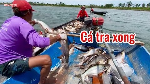 Dân lưới cá tra ￼sông dính nhiều Gỡ không nổi ￼#linhdongque 