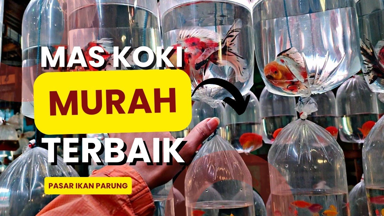 MAS KOKI HARGA MIRING DENGAN SIZE BESAR || PASAR IKAN HIAS PARUNG