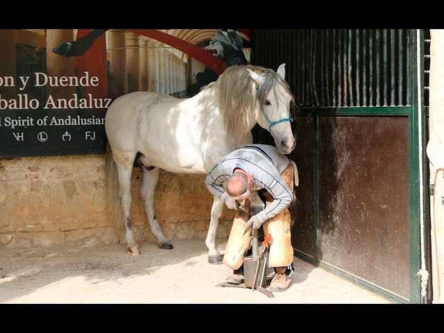 Caballerizas Reales cuenta ya con una audiogu&iacute;a gratuita para m&oacute;viles