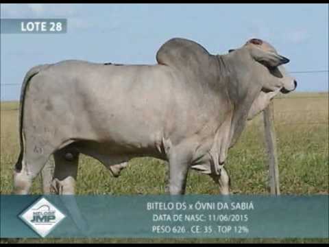 LOTE 28