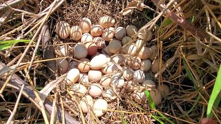 Nunca había visto tanto #Huevos en un sólo nido todos de guinea