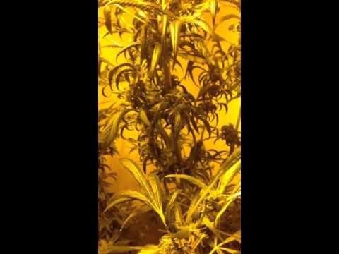 Week 2 Flowering