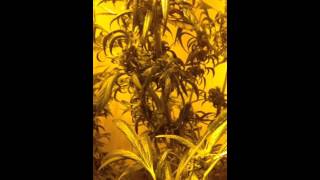 Week 2 Flowering