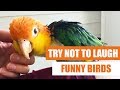 Try Not To Laugh - Funny Birds Video Compilation 2019 - Koa The Caique