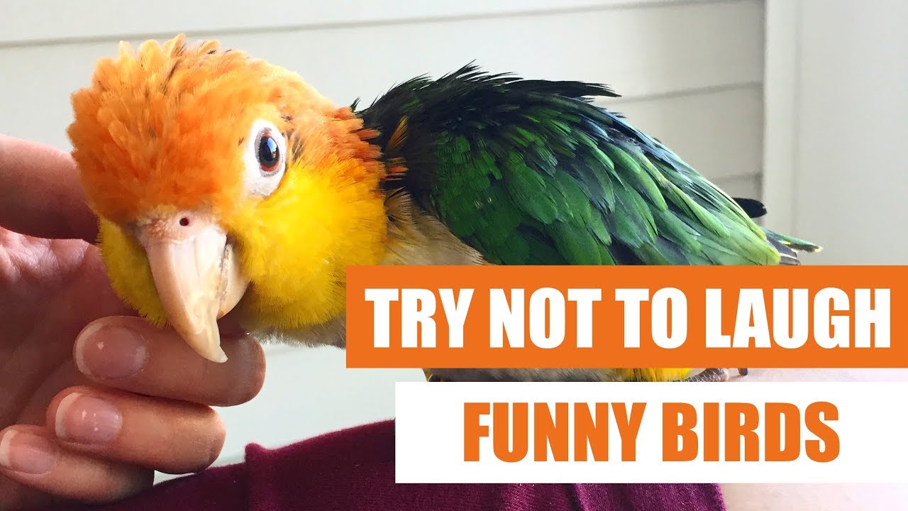 Funny birds youtube sale