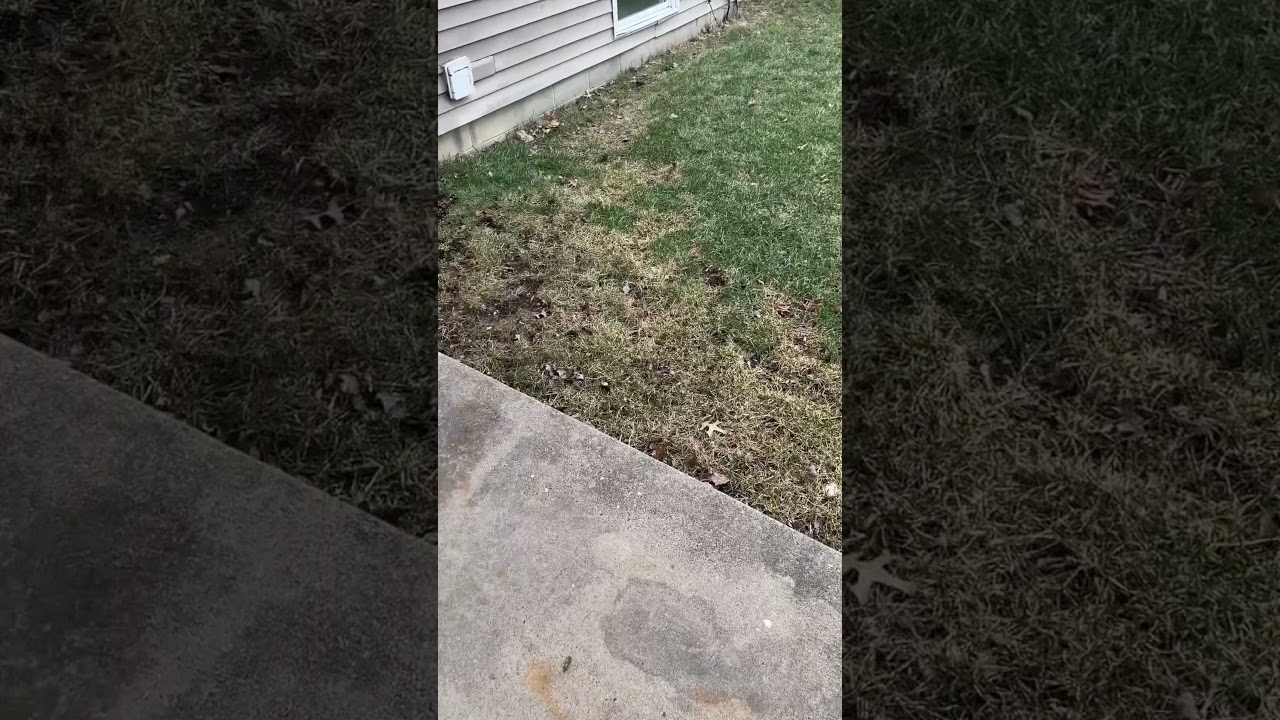 Frost/winter damage on lawns 