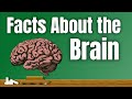 Unlocking the Wonders of the Human Brain