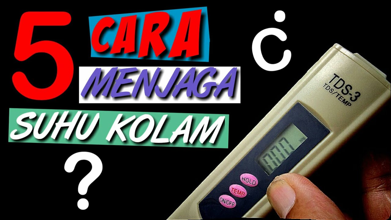 Cara ternak ikan gurame-cara mudah budidaya ikan gurame 
