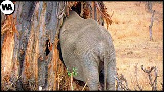 Почему Слоны Уничтожают Деревья?