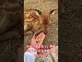 かわいすぎる!」奈良公園で小さな子鹿に鹿せんべい💕 #narapark