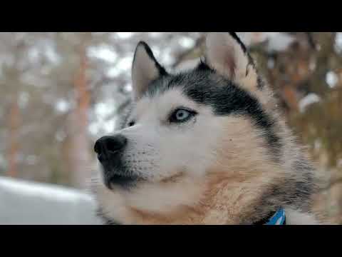 Video: 11 hunderaser som trenger mye trening