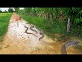 Amazing A Fisherman Catch Catfish By Hand on The Road - Catch Many Catfish And Big Eel - tyriq 1256