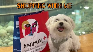 Maltese puppy forces you to go shopping: petshop by Maltese story 772 views 1 year ago 10 minutes, 47 seconds