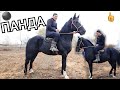 ПАНДА🔥АТ экен го ЖАНЫБАР УЛАКА ЧАБЫЛГАН ЧОҢ БЕШ КАШКА ТӨӨ МОЮНДА