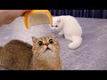 The Ultimate Try Not To Laugh – Cute Cats That Broke The Internet 😂”