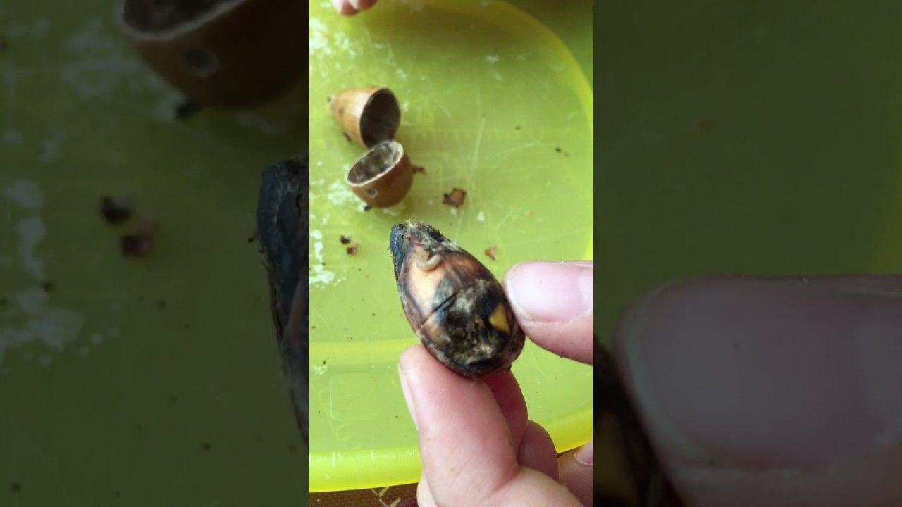 Acorn Larvae