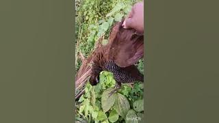 Berburu sintar zebra dan sintar kalung emas di sala satu kebun warga.
