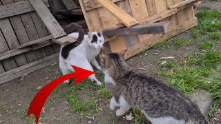 Male cat sexually harassing female cat by Pawmission 34 views 3 days ago 3 minutes, 29 seconds