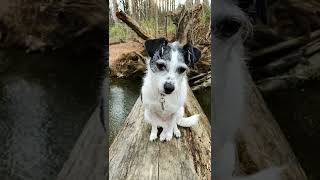Lexy a family member