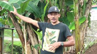 Sejarah Ternate dan Kampung Tongole yang Tidak Banyak Orang Tau | Jelajah Cengkeh Afo