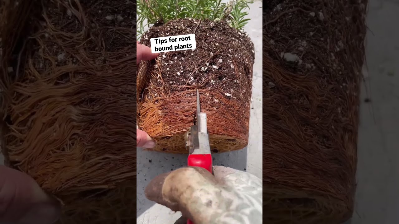 Easy Fix For Root Bound Plants Gardening Containergardening