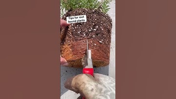 Easy Fix for Root Bound Plants #gardening #containergardening