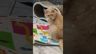 Контроль питания #мейкун #котики #котофейка #моякошка #мейнкун #видосыоткота #котик #красиваякошка