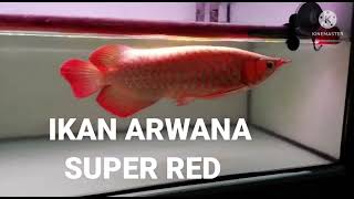 LAMPU AQUARIUM RECENT BISA JADI SOFT TANNING UNTUK IKAN ARWANA SUPER RED screenshot 5