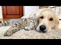 The most amazing love between golden retriever buddy and cat