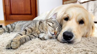 The Most Amazing Love Between Golden Retriever Buddy and Cat!