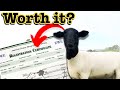ARE REGISTERED SHEEP WORTH IT? // Sheep Farming for Beginners Dorper in the USA Ranching for Profit