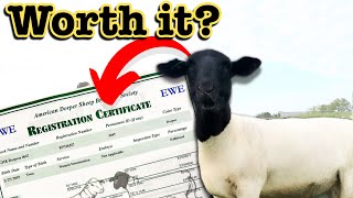 ARE REGISTERED SHEEP WORTH IT? // Sheep Farming for Beginners Dorper in the USA Ranching for Profit
