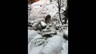 Video Thumbnail for IMG 0137