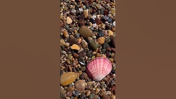 Thumbnail of Pretty pink shell. #beach #shell #pink