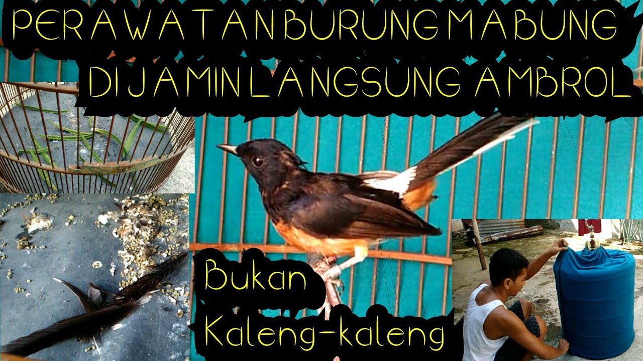 Perawatan Burung Murai Batu Mabung , Dorong Ekor dan Vitamin Nya. - YouTube