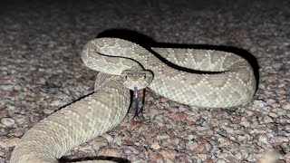 Amazing Mojave desert snakes! (Road cruising)