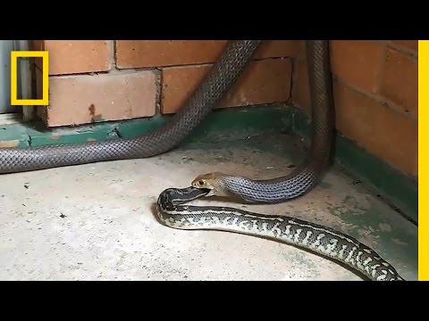 Venomous Snake Devours a Python Whole in This Rare Video | National Geographic