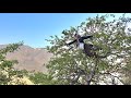 Picking Wild Almonds and Wild Cherries in the Heart of Nature | Delicious and Natural Fruits