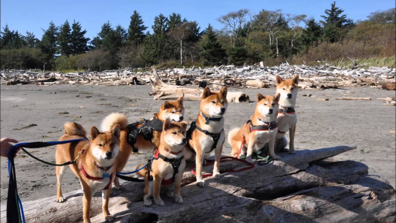 Shiba Family Reunion On The Beach The Nihon Ken Forum