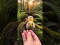 Adorable cute fantasy animal  #adorable #cute #animals