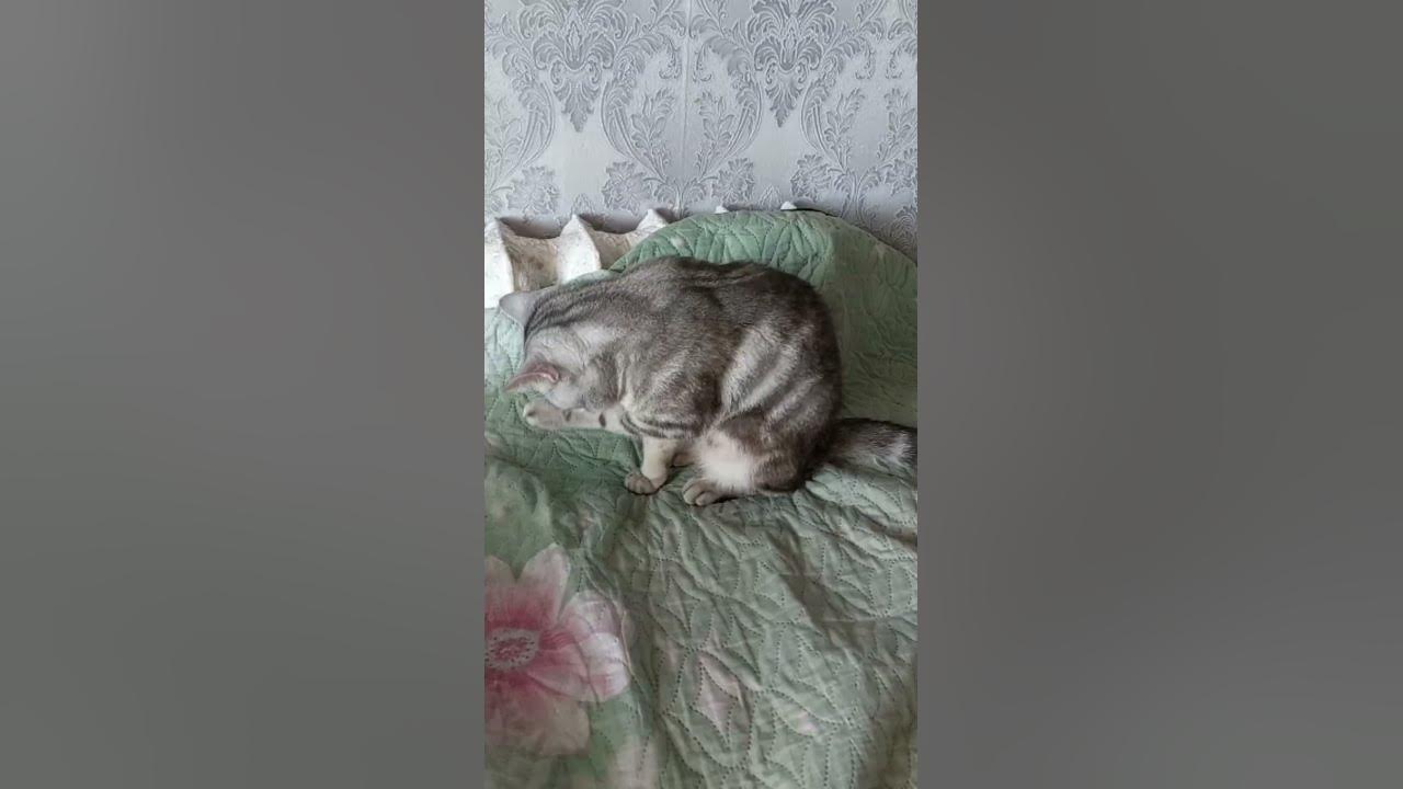 МИЛАЯ КОШКА. - YouTube