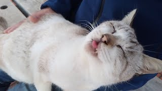 雨上がりの公園、寒いので野良猫がすぐに膝の上に乗ってくる。いつものようにトントンする
