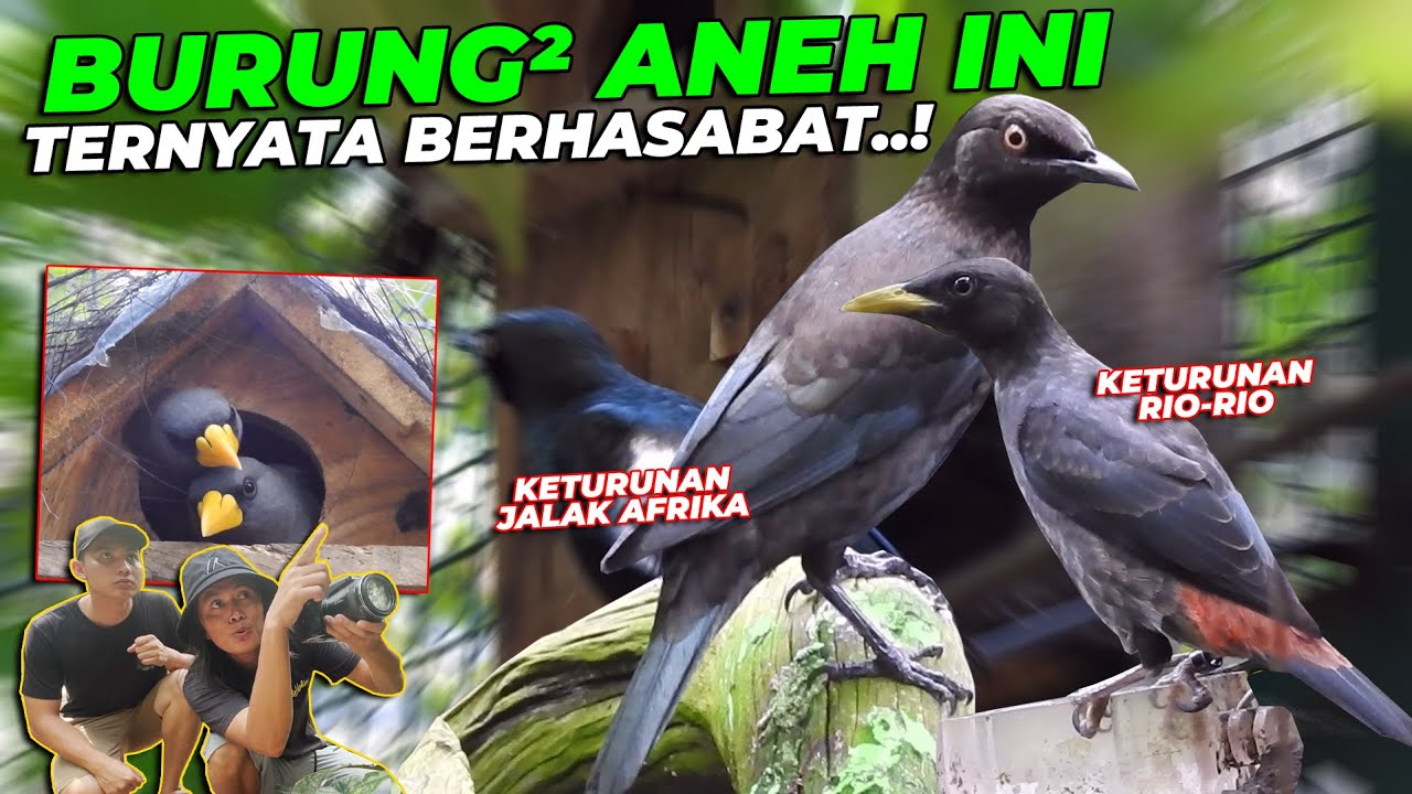 Brung Rio BURUNG ANEH INI INTIP RIO-RIO BERSARANG..! TERNYATA..! - YouTube