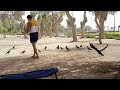 Feeding the ravens at the park #almamzarbeachpark #dubaipark