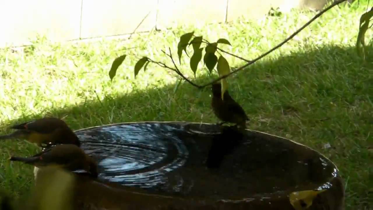 Cedar waxwing birds drinking 