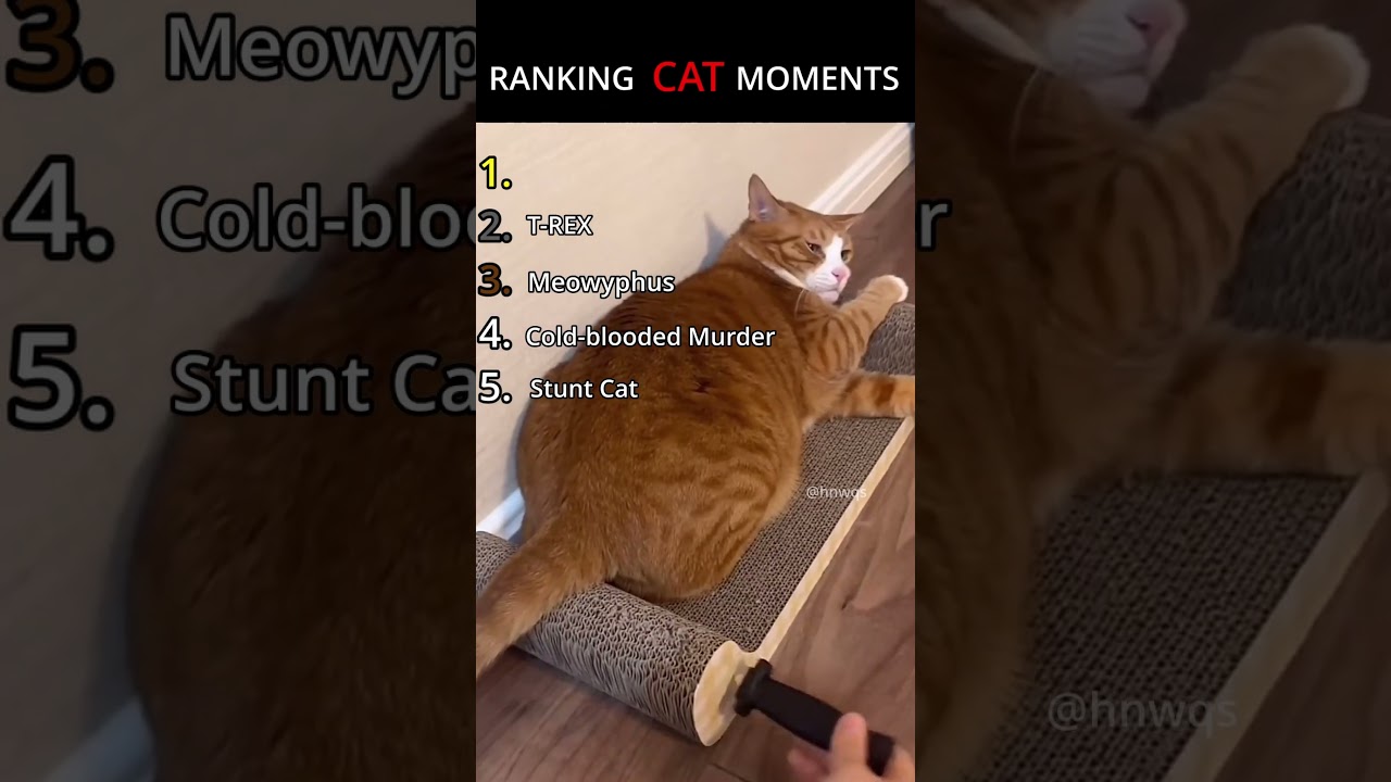 RANKING TOP 5 CAT MOMENTS