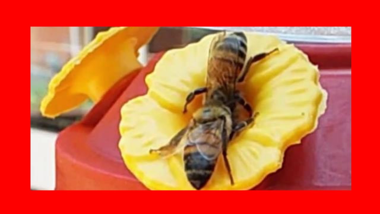 Do Bees and Hummingbirds Get Along? YouTube