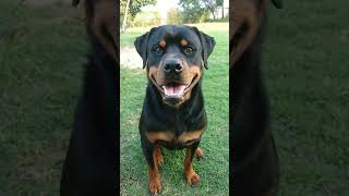 Happy Rottie: Smiling His Way Into Your Heart (and Lawn!) screenshot 2